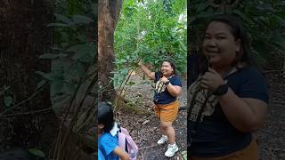 📌Tree Walk  EDC BINHI UP DILIMAN Threatened Species Arboretum Tetrastigma 🏵️Rafflesias host plant [upl. by Lysander]