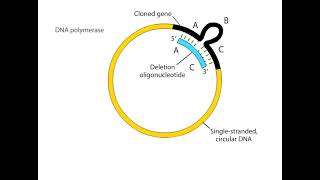 Site Directed Mutagenesis Animation I CSIR NET Life Science I GATE Life Science I DBT JRF [upl. by Oam]