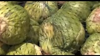 How to peel brussels sprouts [upl. by Prochora623]