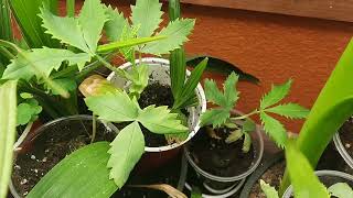 Melianthus major seedlings 2 months old [upl. by Kiel]