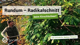 Rundum  Radikalschnitt beim Kirschlorbeer Wann amp wie So schneidet ihr ihn richtig  gardify Tipps [upl. by Saxena602]