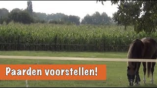 Esra stelt nieuwe paarden voor op stal  PaardenpraatTV [upl. by Yates]