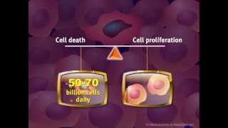 Introduction to Cancer Biology Part 2 Loss of Apoptosis [upl. by Zennie613]