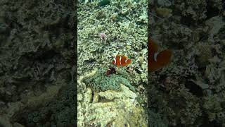 Snorkeling with Clownfish Exploring Nature’s Aquatic Gems [upl. by Arihday]