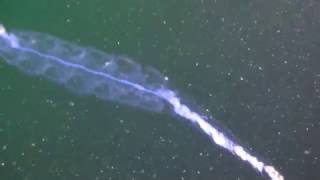 20170113 Siphonophore Nanomia bijuga [upl. by Daney]