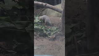 穿山甲PangolinTaipei Zoo [upl. by Lindbom]