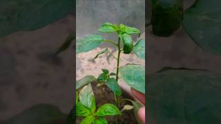 Five Vegetable Plants to Grow in Septemberyoutubeshorts 🌱😊 [upl. by Anyaled]