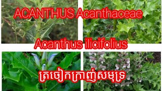 ACANTHUS Acanthaceae Acanthus ilicifolius ត្រចៀកក្រាញ់សមុទ្រ [upl. by Barr]