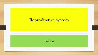 Reproductive system of Penaeus [upl. by Eelaras1]