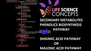 Phenolics Plant Secondary Metabolites  Shikimic Acid Pathway Or Malonic Acid Pathway [upl. by Norval]