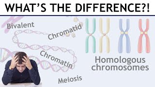 Homologous chromosomes sister chromatids bivalents etc explained [upl. by Allsopp]