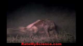 Lion cripples hyena to death out of hate Rate My Science [upl. by Lotus]