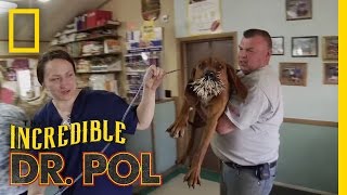 Bloodhounds vs Porcupine  The Incredible Dr Pol [upl. by Eekaz]