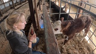 Orphaned baby and why are dairy farms so hard to keep clean… [upl. by Berthoud]