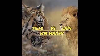 HARIMAU VS SINGA [upl. by Dimah]