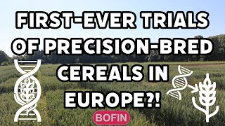 First onfarm trials of precision bred crops in Europe [upl. by Frohne193]