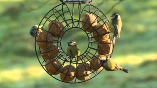 Suet Fat Ball Feeder Ring [upl. by Ennirroc]