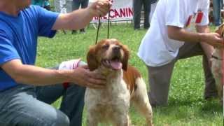 FETE DU CHIEN DE BOUC BEL AIR 2012 mov [upl. by Calvina]