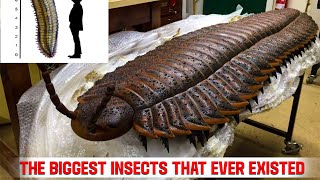 Meganeura The Biggest Insect That Ever Existed [upl. by Anivid]