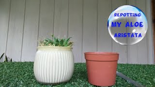 Repotting My Aloe Aristata [upl. by Yduj]