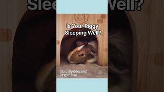 Is your guinea pig sleeping wellshorts [upl. by Col]