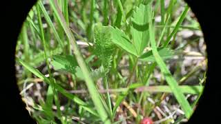 Fragaria virginiana Wild Strawberry [upl. by Ahsenaj]