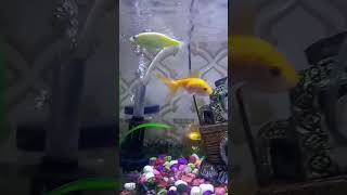 aquariumhobby reels fishbowl subscribers fishtank followers fishhobbyist fishaquarium [upl. by Mahseh]