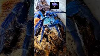 🕸☔️💯☔️🕸WATERING MY GREEN BOTTLE BLUE TARANTULA🕸☔️💯☔️🕸tarantula nature wildlife [upl. by Ola]