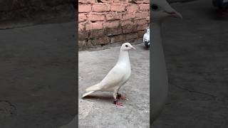 Sentient tulsi channi pet ne egg de diya pigeon minivlog kabootar pets birds pet petsvlog [upl. by Soulier]