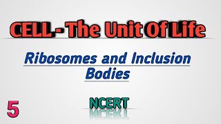 Ribosomes and Inclusion bodies CELLTHE UNIT OF LIFE  NEET  Class11 [upl. by Drofla]