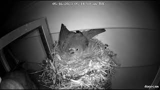 Cowbird attacks finch to lay egg [upl. by Gorga766]