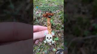 Early Mushroom Season Forage Learn some mushrooms with me 😋 fungi foraging mushrooms [upl. by Peisch]