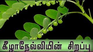 Phyllanthus niruri medicinal uses  கீழாநேல்லியின் மருத்துவகுணம் [upl. by Llerreg]