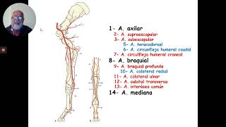 Irrigación del miembro torácico anatomia 1 20° videounidad 3 [upl. by Yeoj]