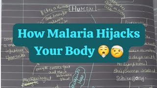 Malaria and its life cycle class 12th biology [upl. by Haughay955]