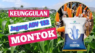 Keunggulan ADV Montok Yang Harus Petani Ketahui [upl. by Anahpets]