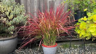 Fall Update For Red Baron Japanese Blood Grass  September 20 [upl. by Ellerahs]