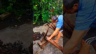 Cutting Dried Tobacco Leaves plants interesting [upl. by Margaretta]