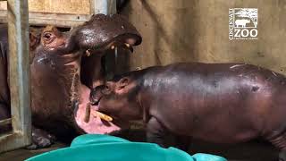 Baby Hippo Fiona  Episode 5 Family Reunion  Cincinnati Zoo [upl. by Esenahs]