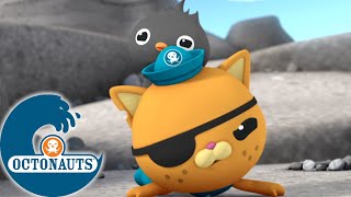 Octonauts  Le nouveau meilleur ami de Kwazii  Dessins animés pour enfants [upl. by Elene228]