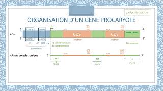 OPÉRON LACTOSE  Régulation de lexpression génique chez les procaryotes  Biochimie Facile [upl. by Rebmetpes]