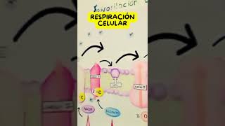 Fosforilación oxidativa Descarga el PDF para pintar y recortar biologia ciencia biology [upl. by Ressler]