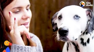 Deaf Dalmatian Rescued by Mom Who Learns Sign Language for Him  The Dodo [upl. by Edya]