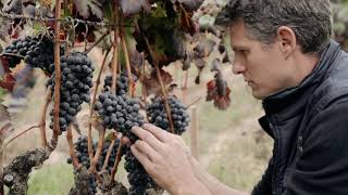 Bodegas Murua descubre el encanto de esta zona vitivinícola en DOCa Rioja [upl. by Atineg942]