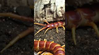 Scolopendra spcf galapagoensis orange form mating [upl. by Natek643]