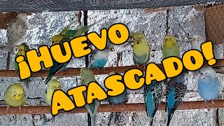 Sacamos un huevo atascado 🦜🥚 [upl. by Bev]