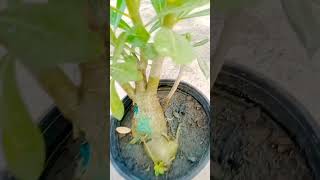 Adenium plant care viralvideoshorts gardening allahuakbar subscribe [upl. by Meunier]