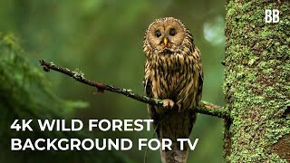 4K Forest amp Wild Sounds  4K Forest Relaxation Film  Forest Wildlife Animals ScreenSaver [upl. by Carri542]