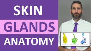 Skin Glands Anatomy Sweat Glands Sebaceous Glands Integumentary System [upl. by Ilrebma260]