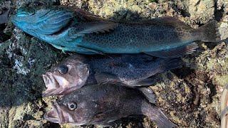 How to Catch LINGCOD and ROCKFISH From SHORE Northern California Rock Fishing [upl. by Josiah514]